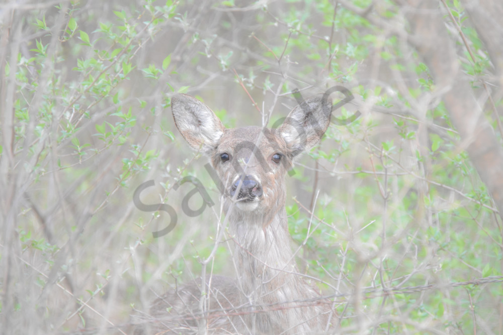 Booneville Road 7 Photography Art | Photos By Regan