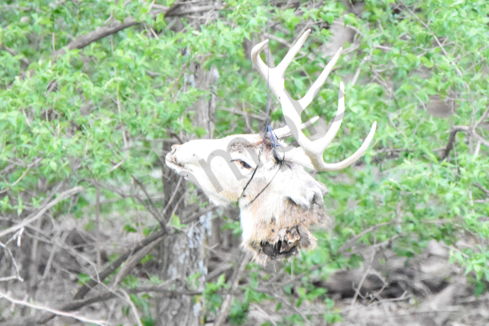 Booneville Road 1 Photography Art | Photos By Regan