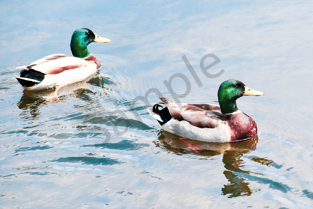 Pella 7 Photography Art | Photos By Regan