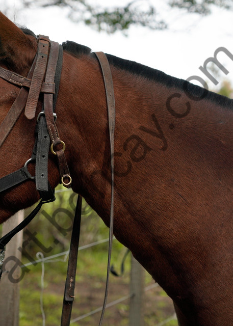 horse, argentina