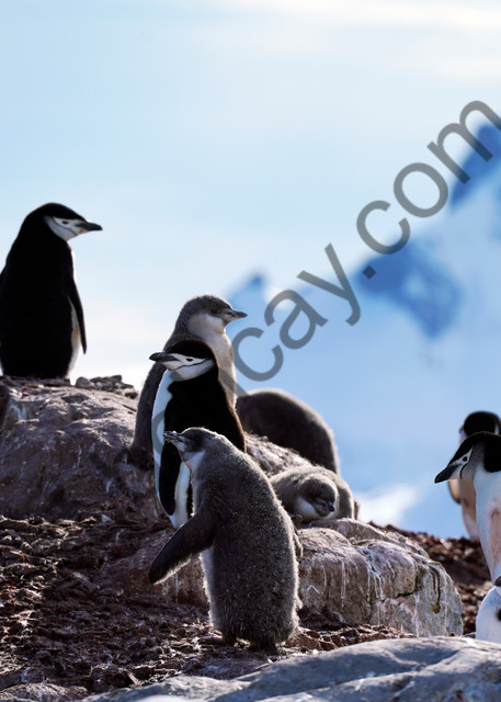 Penquin,Chinstrap,Antarctica