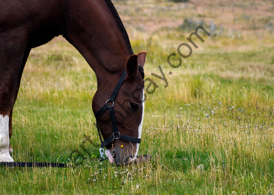 horse, Argentina