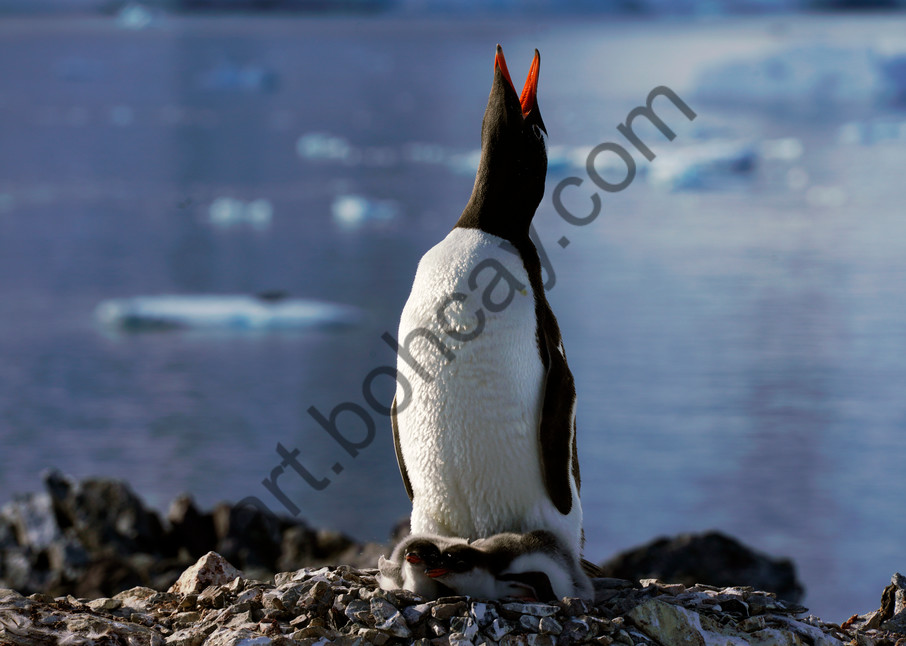 Penquin,Gentoo,Antarctica