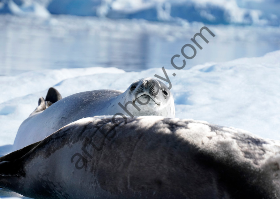 Seal,Antarctica