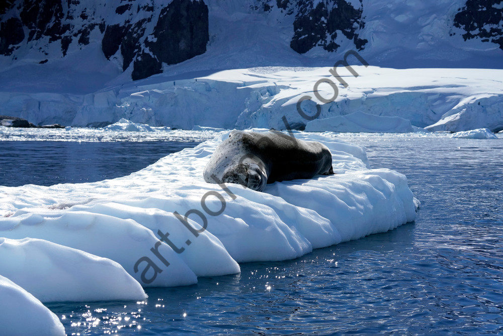 Seal,Antarctica