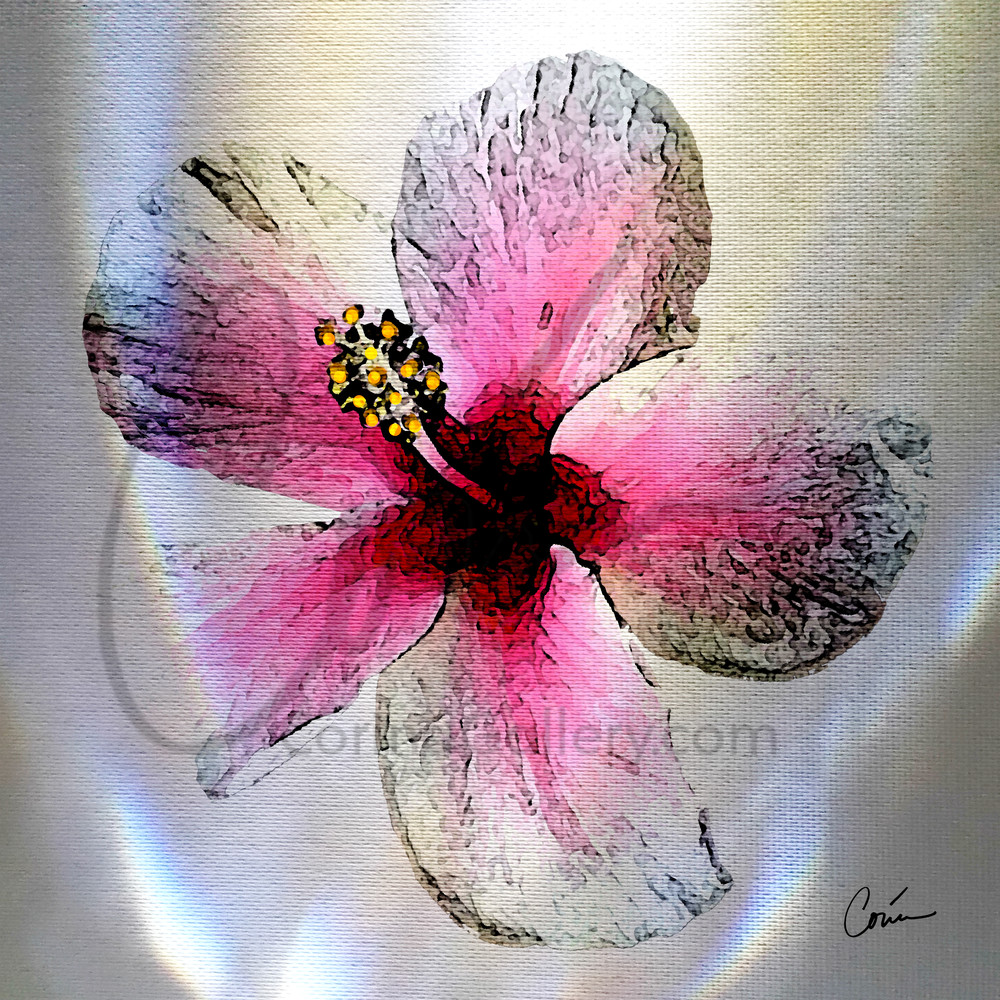 White background with light effects featuring the tropical flower the Pink Hibiscus
