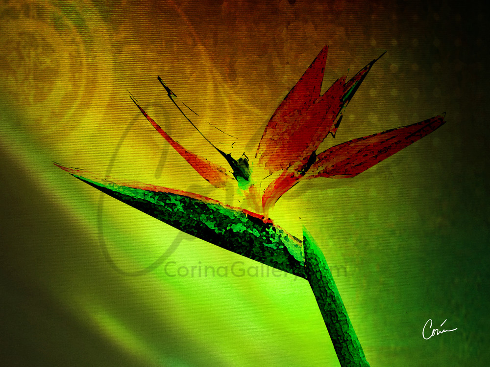 Nice green background with light effects featuring the tropical flower, Bird of Paradise