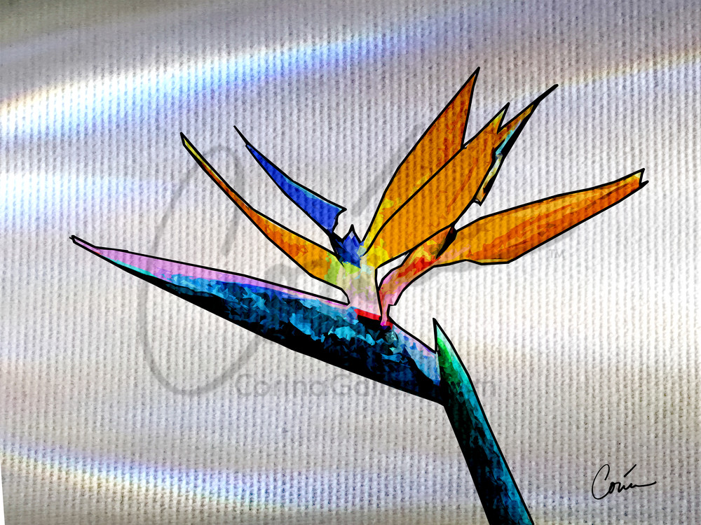 The tropical flower Bird of Paradise over a white background with light effects