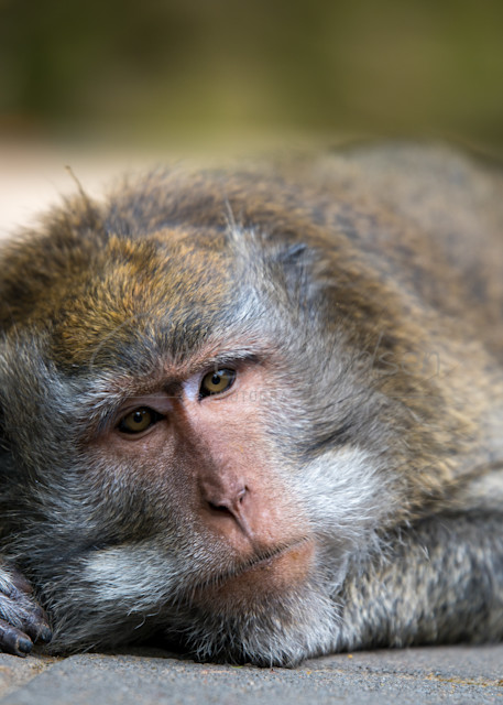 Monkey 3 Photography Art | Curt Osmundsen Photography