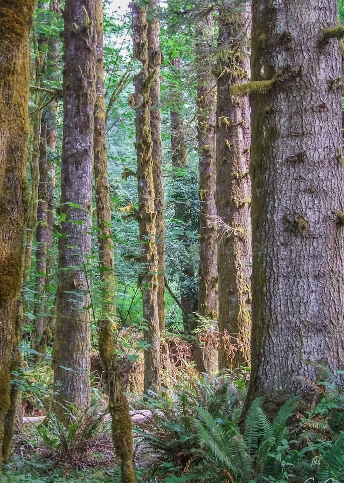 Forests 2 Photography Art | Curt Osmundsen Photography