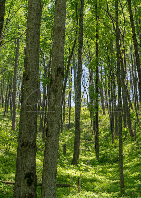 Forest 3 Photography Art | Curt Osmundsen Photography
