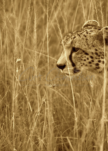 Cheetah Photography Art | Curt Osmundsen Photography