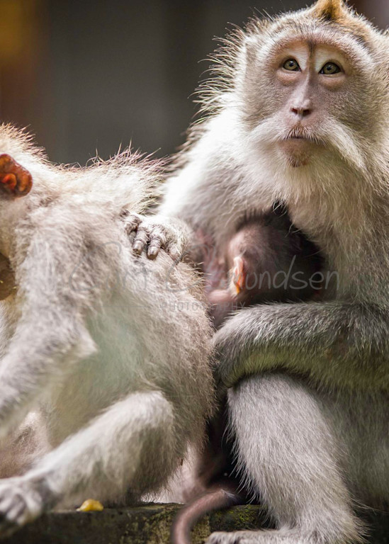 Monkeys 1 Photography Art | Curt Osmundsen Photography
