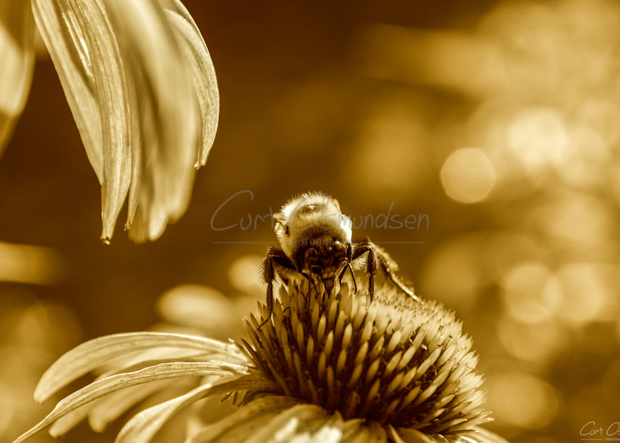 Bee 1 Photography Art | Curt Osmundsen Photography