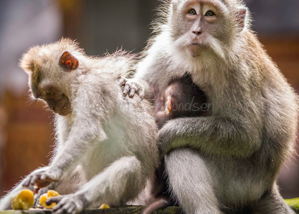 Monkeys 1 Photography Art | Curt Osmundsen Photography