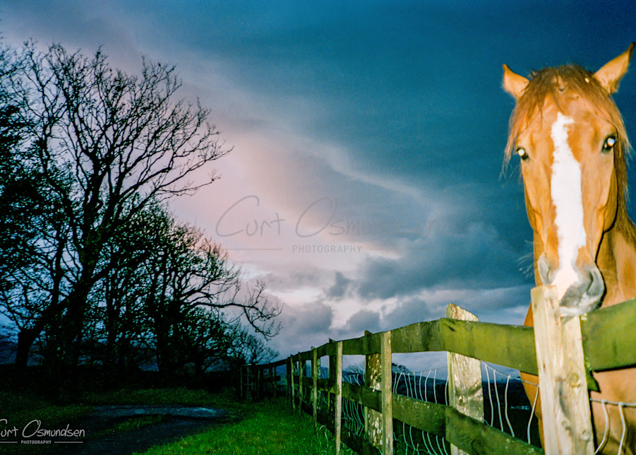 Horse 1 Photography Art | Curt Osmundsen Photography