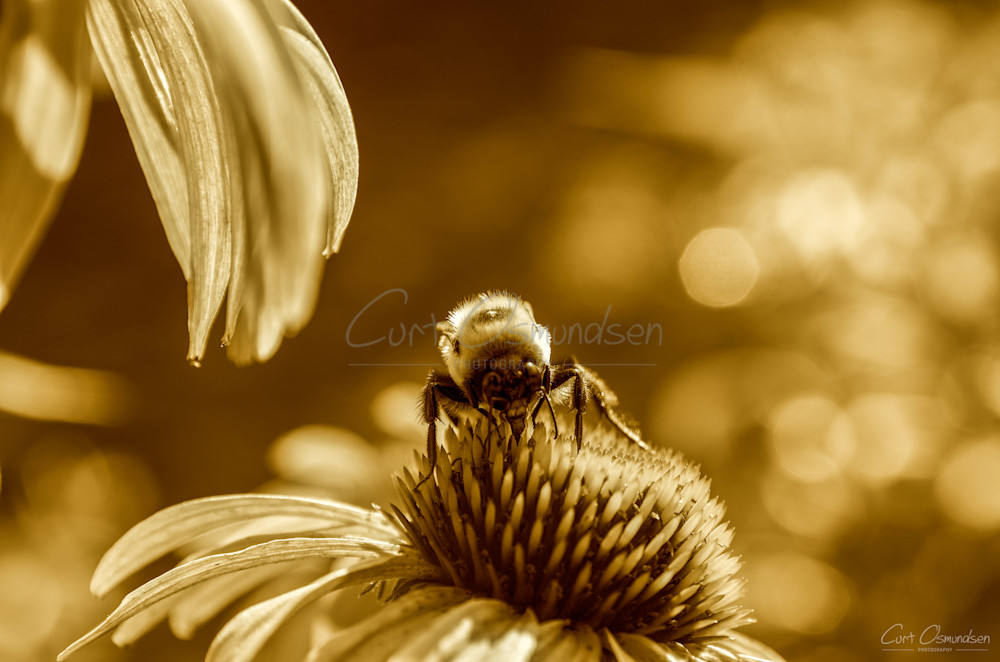 Bee 1 Photography Art | Curt Osmundsen Photography