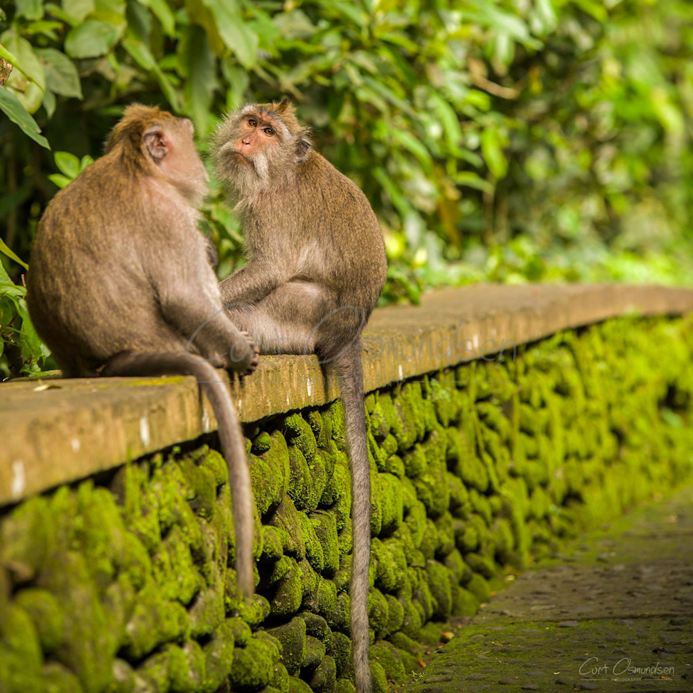 Monkeys 2 Photography Art | Curt Osmundsen Photography