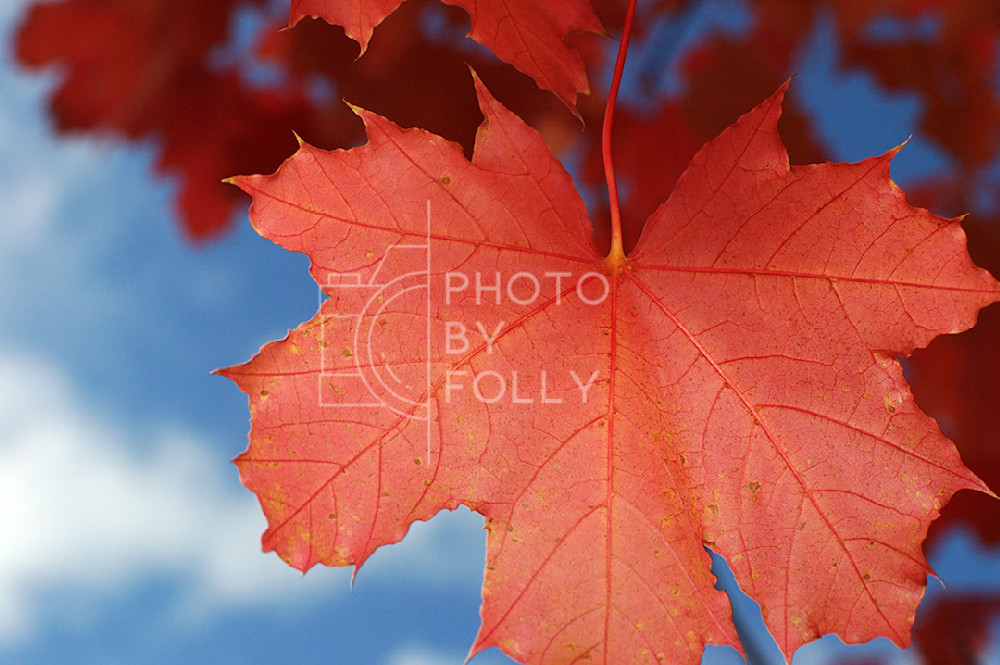 Fall Leaf, Single | Photo by Folly