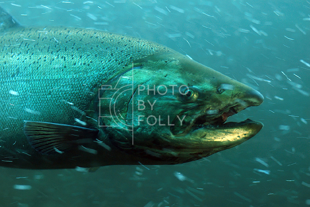 Salmon, Ballard Locks | Photo by Folly