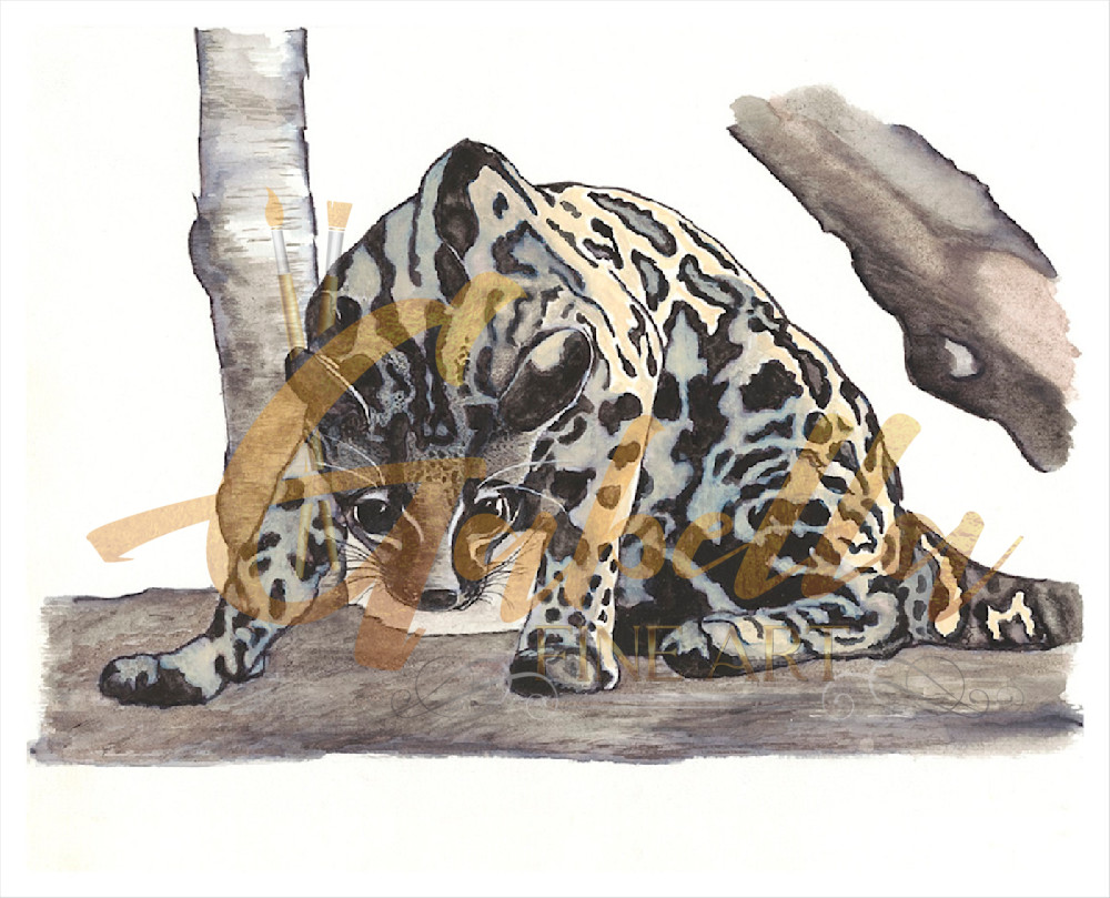 Ocelot In Panama Art | Gabella Fine Art