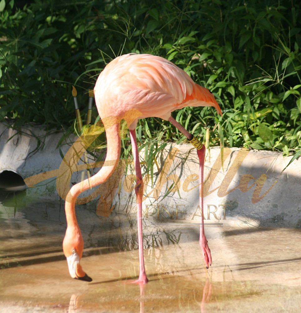 Flamingo 3 Art | Gabella Fine Art