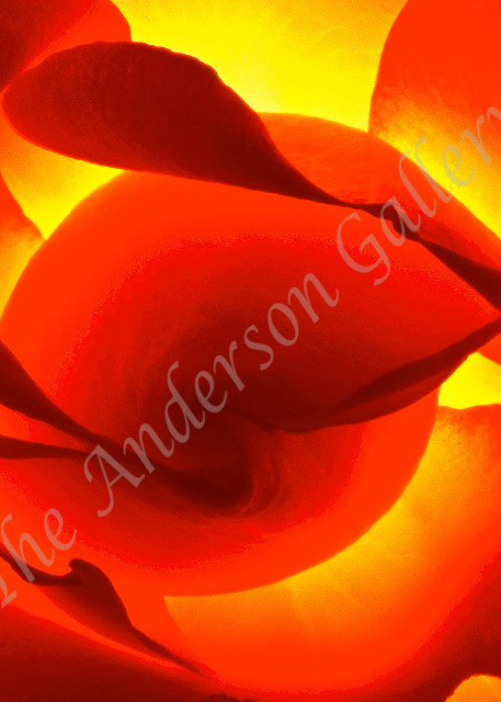 FAB 11 Fiery Rose