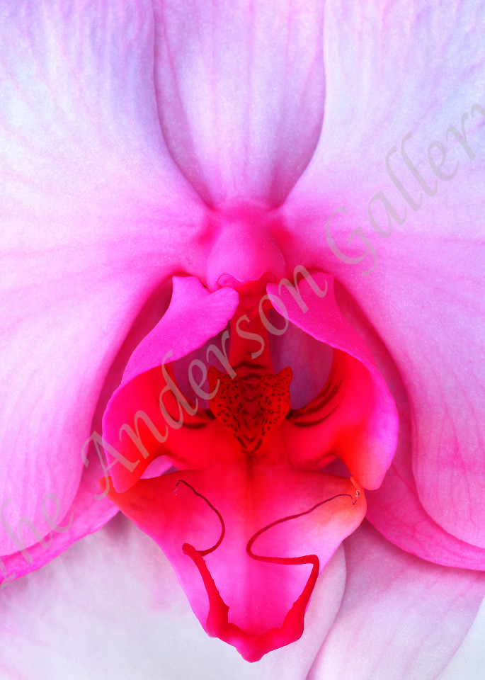 Fab 13 Pink Orchid Close Up Photography Art | theandersongallery