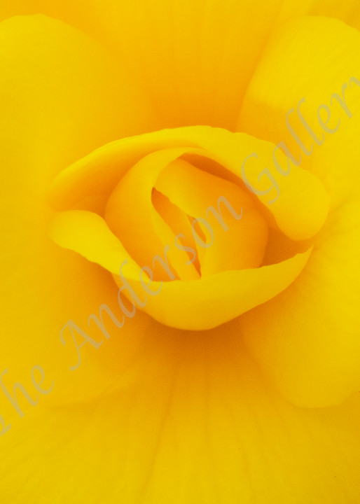 Fab 47 Yellow Begonia Number 2 Photography Art | theandersongallery