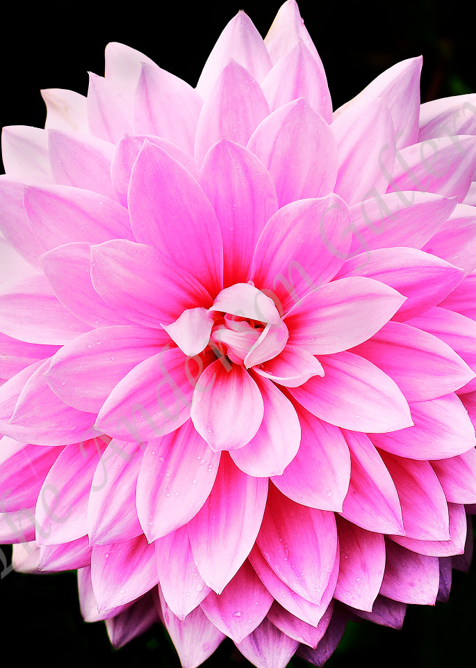 Fab 53 Pink Photography Art | theandersongallery
