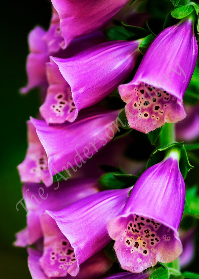 Blue Bells Photography Art | theandersongallery