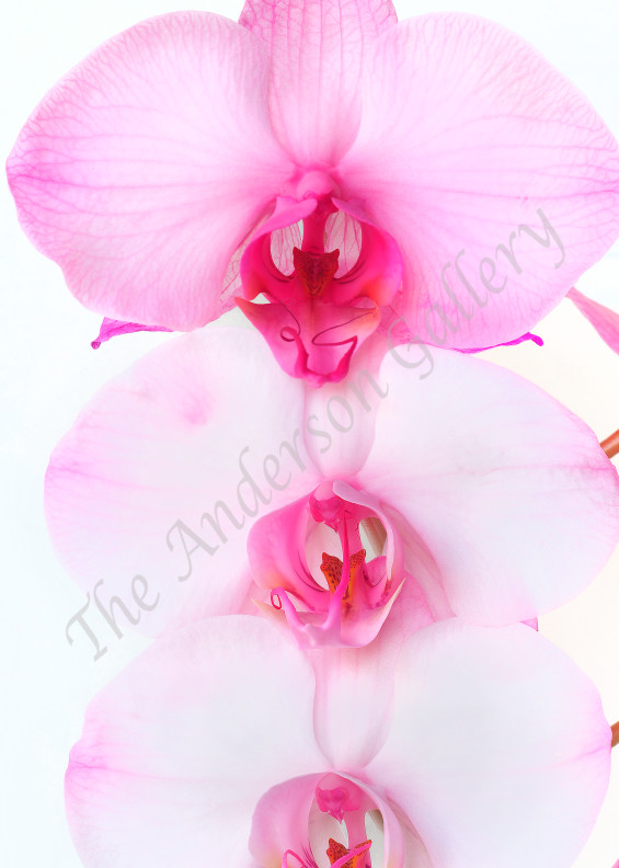 pink and white, orchids, trio stacked