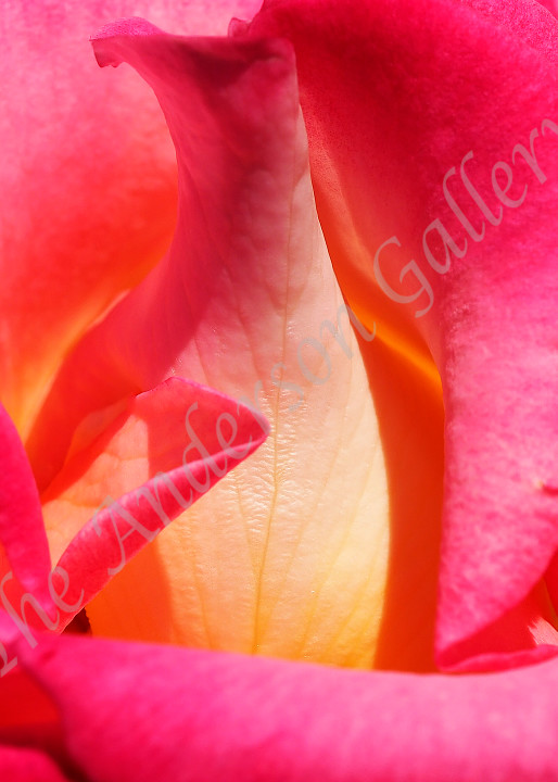 rose, extreme abstract close up