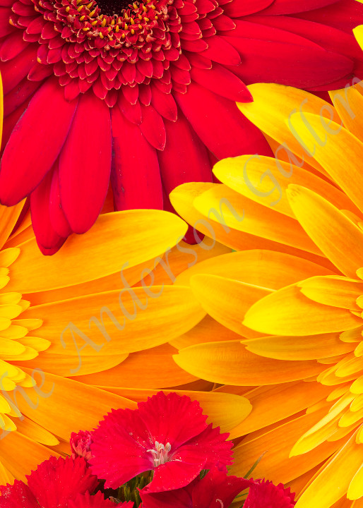Red And Gold Photography Art | theandersongallery
