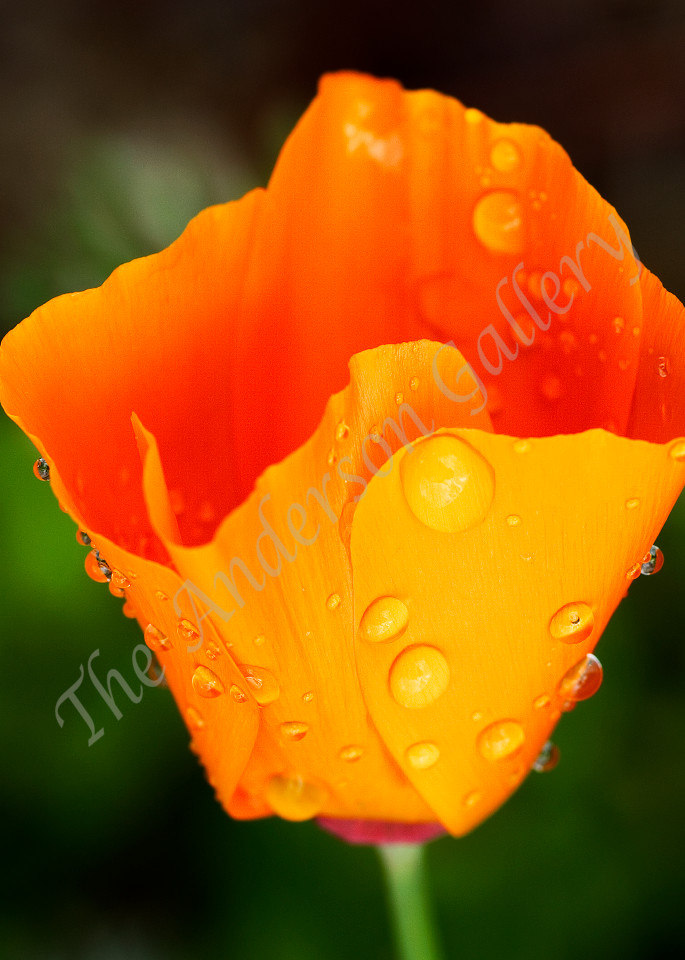 California Poppy After The Rain Photography Art | theandersongallery