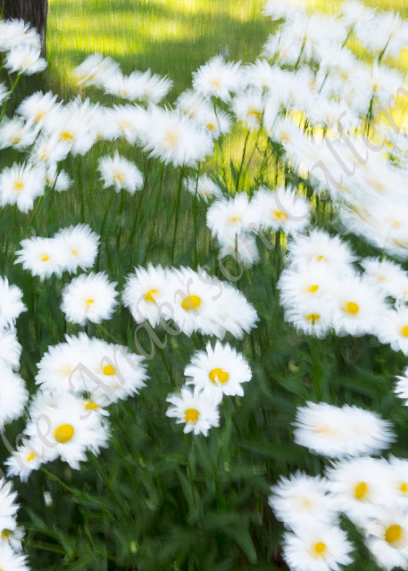 FAB - flower abstracts, daisies 1