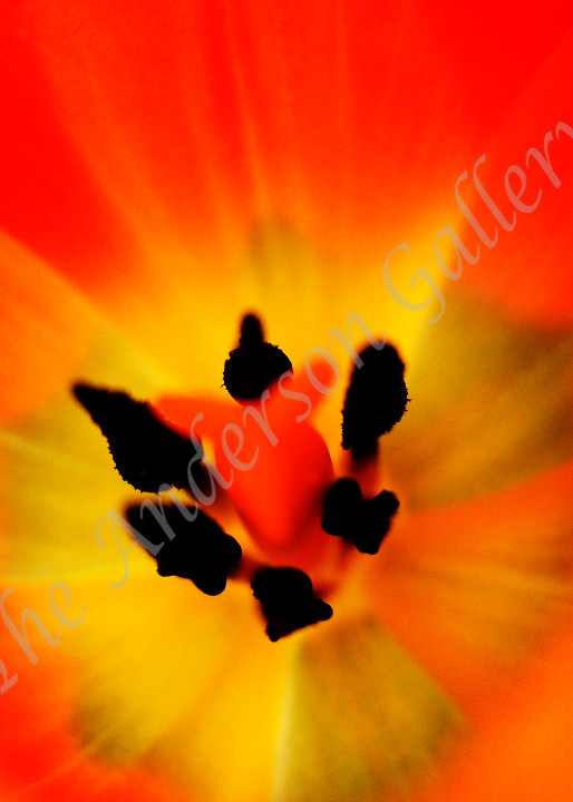 Flowers, Floral, Close-up, Tulip