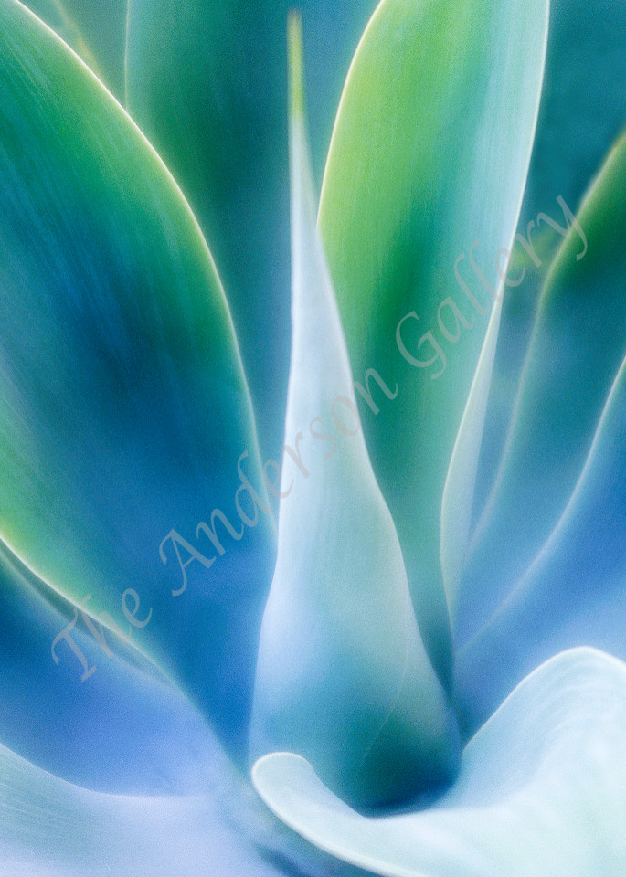Soft Aloe Photography Art | theandersongallery