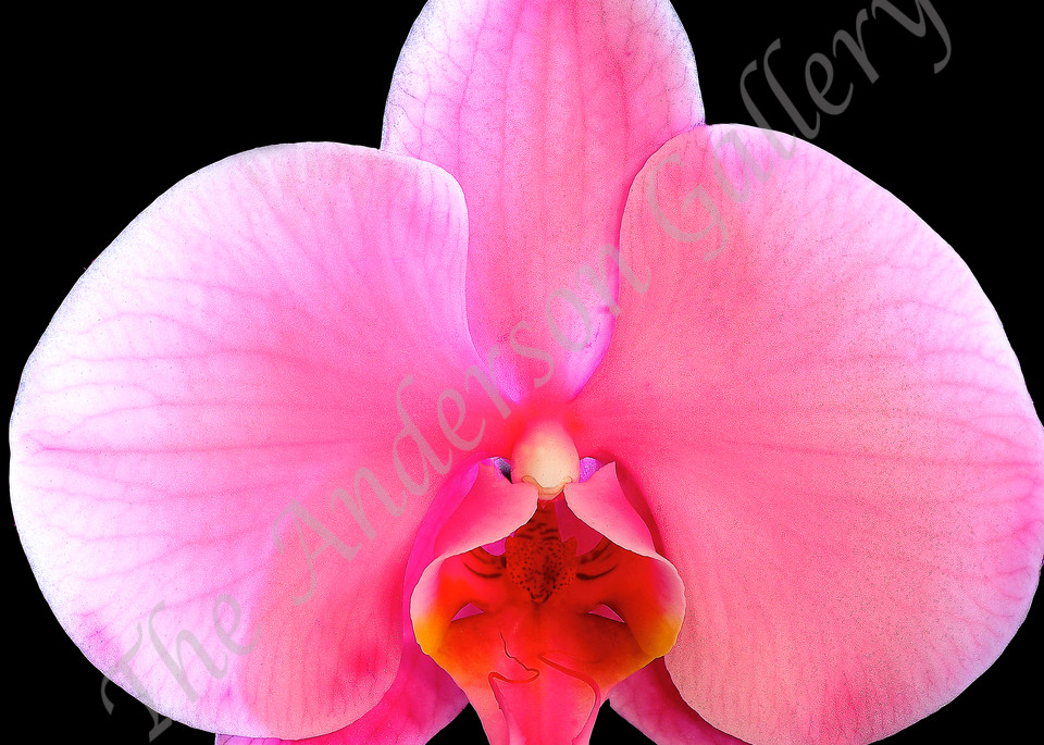 FAB 29 Floating Pink Orchid in Black