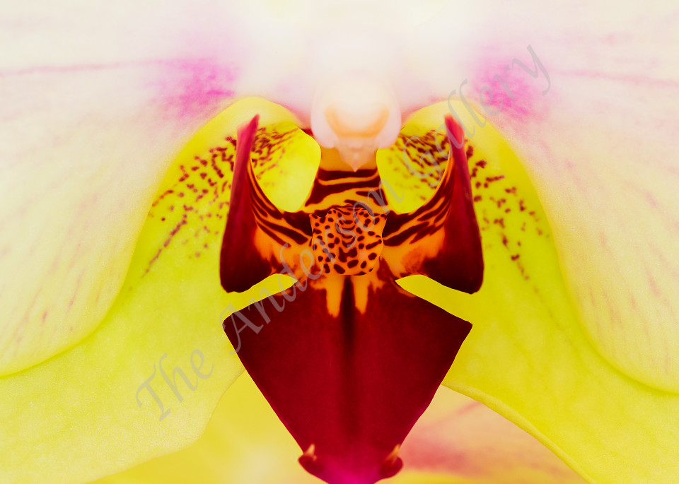 Fab 41 Face Of An Orchid Photography Art | theandersongallery