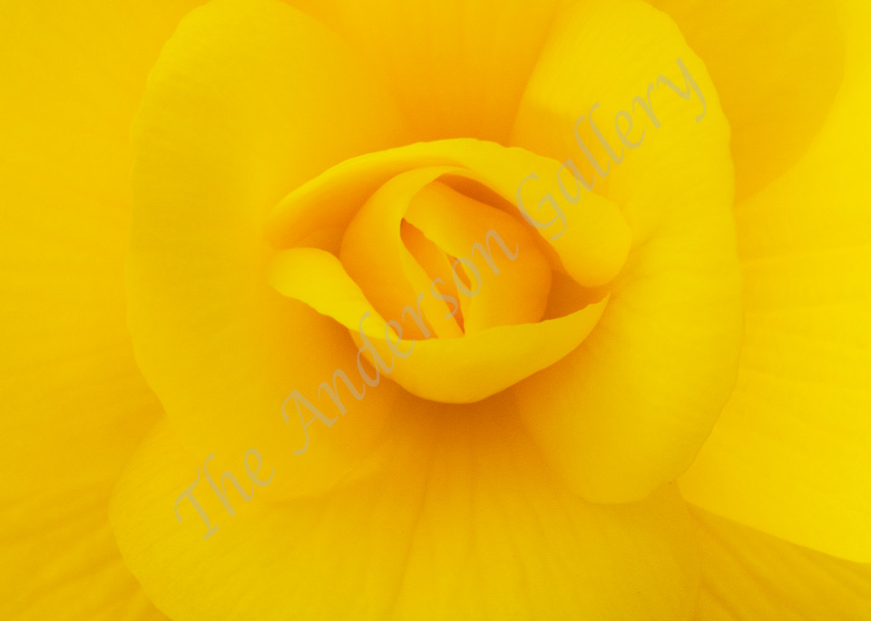 Fab 47 Yellow Begonia Number 2 Photography Art | theandersongallery