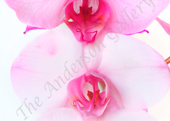 pink and white, orchids, trio stacked