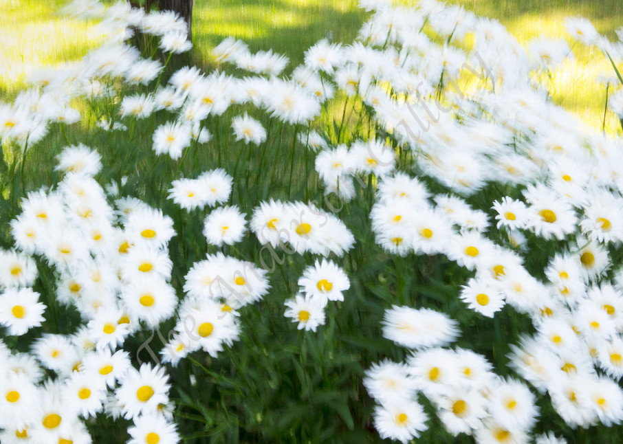 FAB - flower abstracts, daisies 1