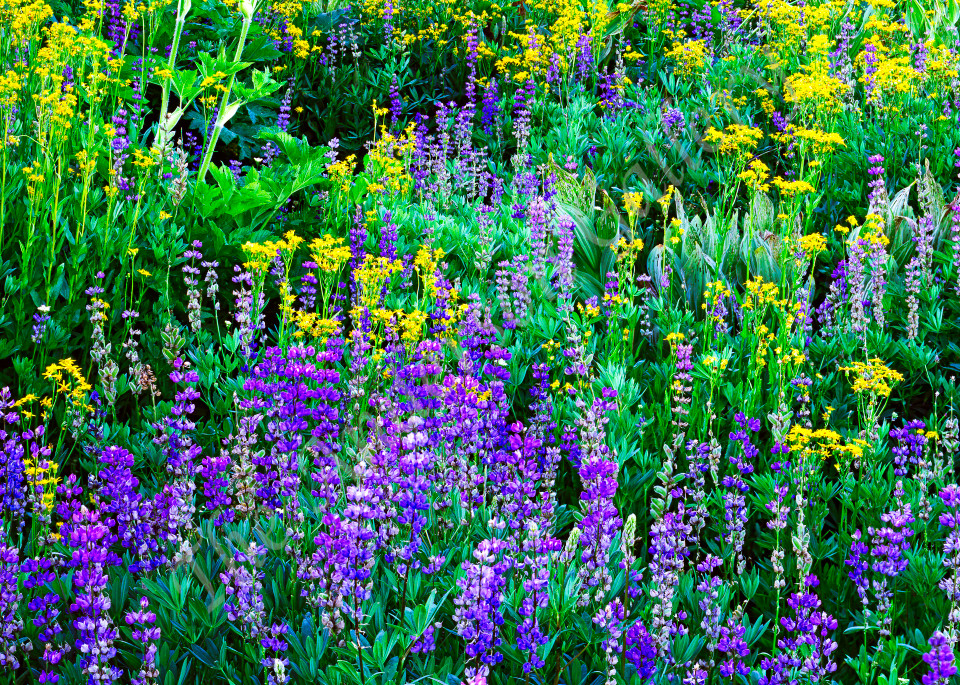 Lake Tahoe, Floral, Landscape