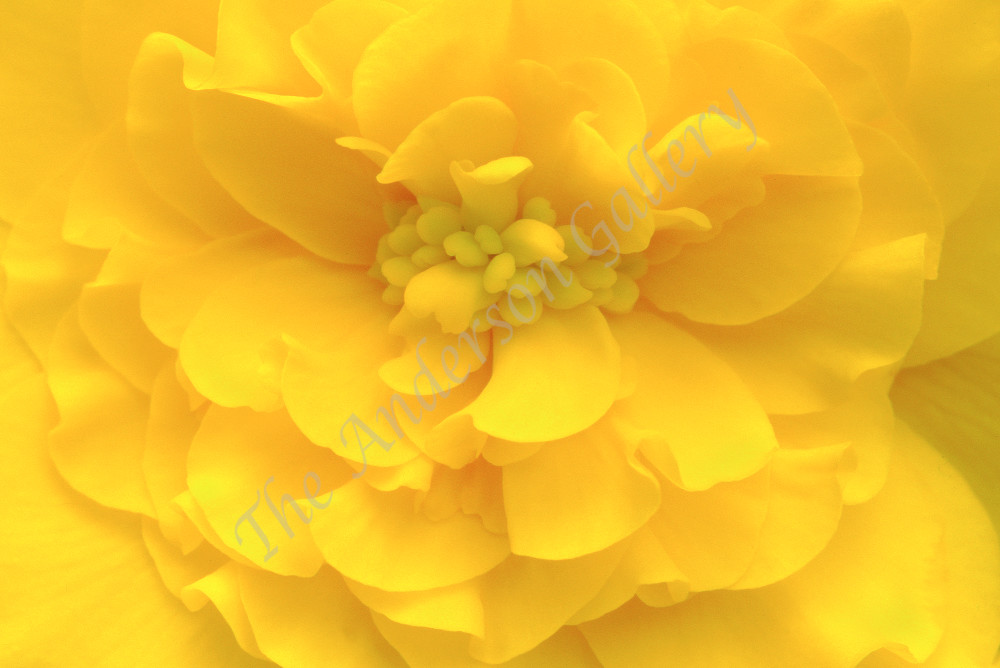 Lovely, softly lit Yellow Begonia.