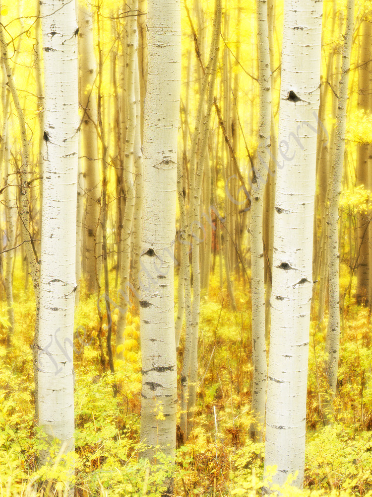 Soft Aspens, Autumn, Utah Photography Art | theandersongallery