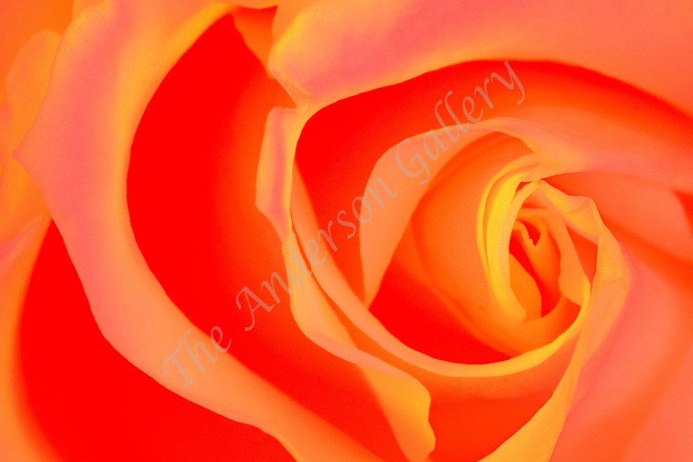 Fab 37 Orange Rose, Softly Photography Art | theandersongallery