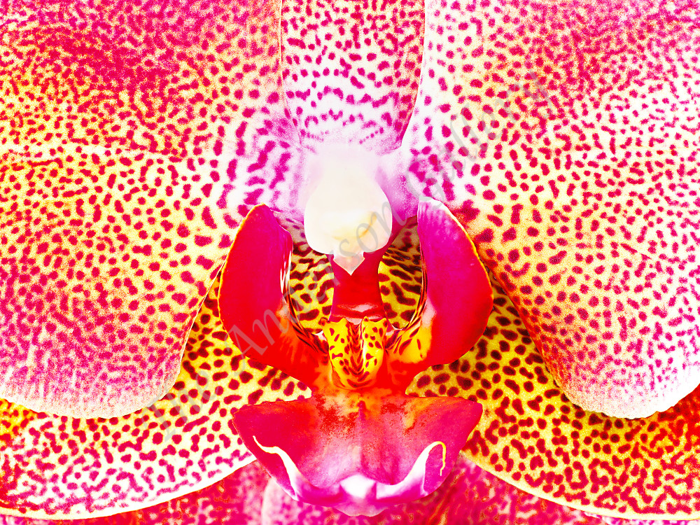 Fab 43 Spotted Orchid Photography Art | theandersongallery