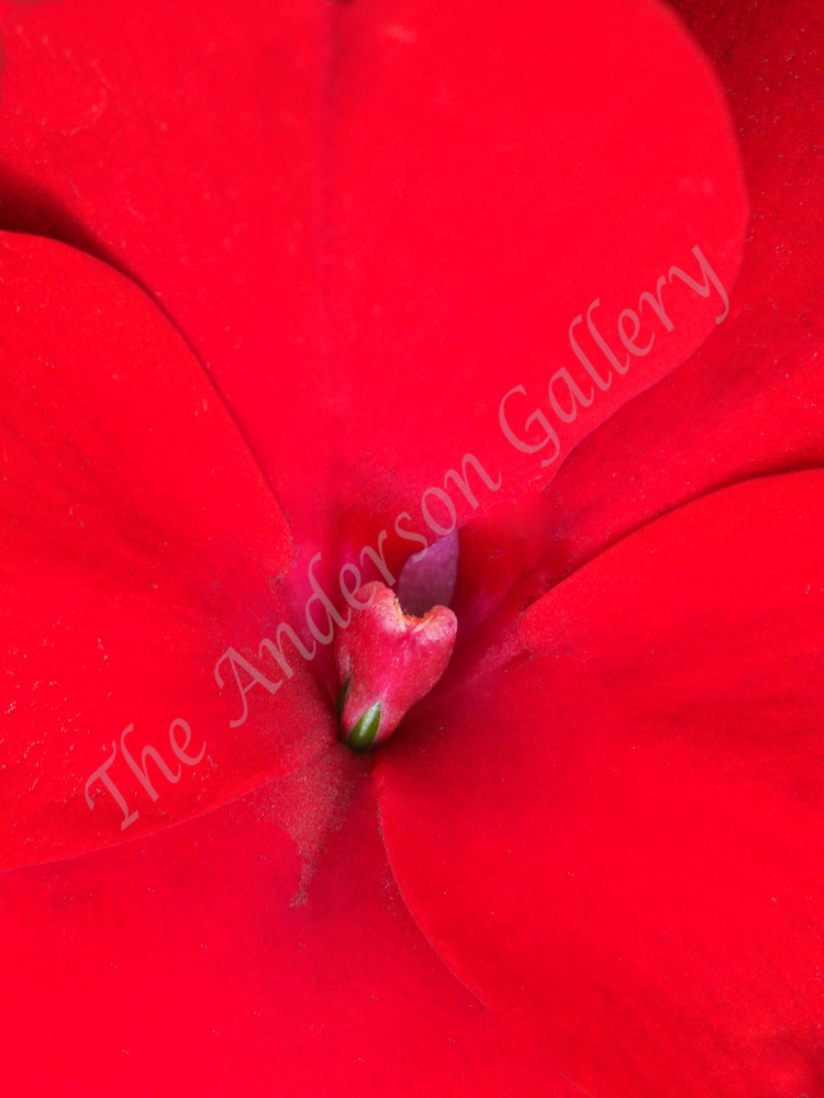 Scarlet Impatiens Photography Art | theandersongallery