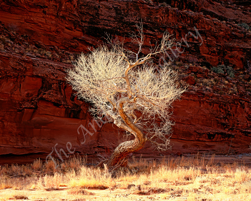 Twisted Cottonwood, Utah  Photography Art | theandersongallery